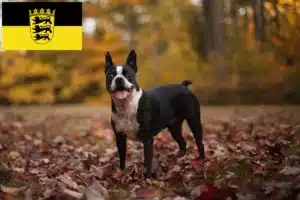 Read more about the article Boston Terrier Züchter und Welpen in Baden-Württemberg