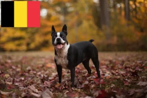 Read more about the article Boston Terrier Züchter und Welpen in Belgien