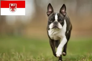 Read more about the article Boston Terrier Züchter und Welpen in Brandenburg