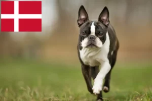 Read more about the article Boston Terrier Züchter und Welpen in Dänemark