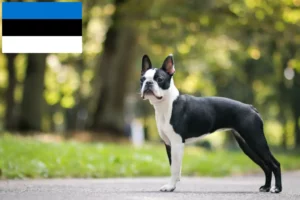 Read more about the article Boston Terrier Züchter und Welpen in Estland