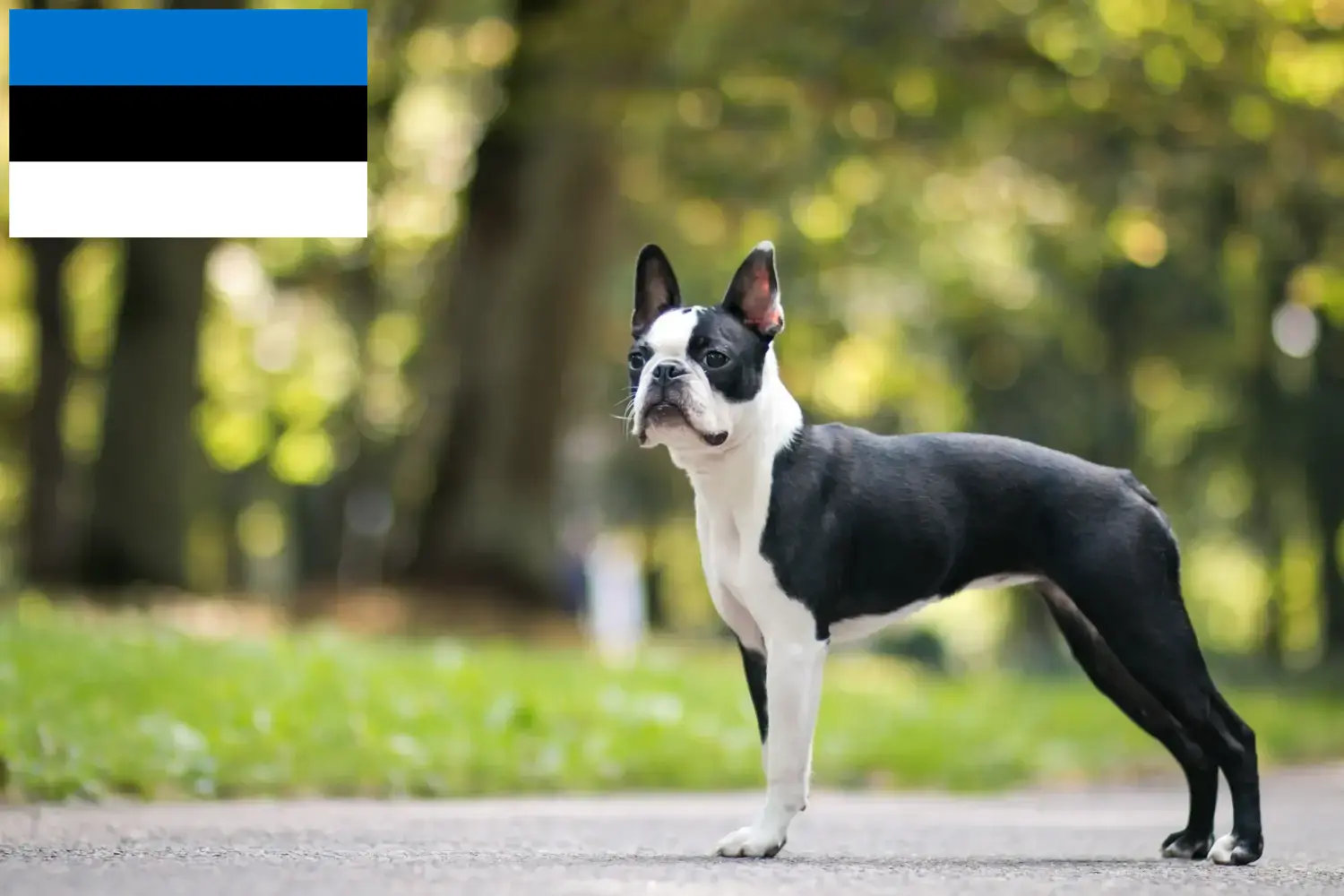 Boston Terrier Welpen und Züchter Estland Hier findest Du Boston Terrier Züchter in Estland.