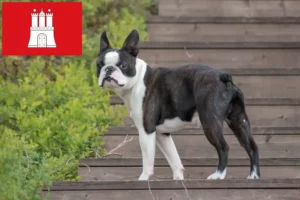 Read more about the article Boston Terrier Züchter und Welpen in Hamburg