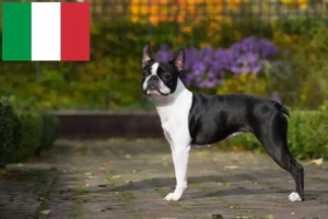 Read more about the article Boston Terrier Züchter und Welpen in Italien