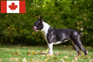 Read more about the article Boston Terrier Züchter und Welpen in Kanada