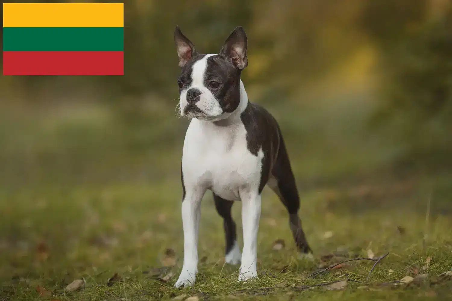 Boston Terrier Welpen und Züchter Litauen Hier findest Du Boston Terrier Züchter in Litauen.