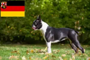 Read more about the article Boston Terrier Züchter und Welpen in Rheinland-Pfalz