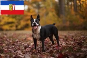 Read more about the article Boston Terrier Züchter und Welpen in Schleswig-Holstein