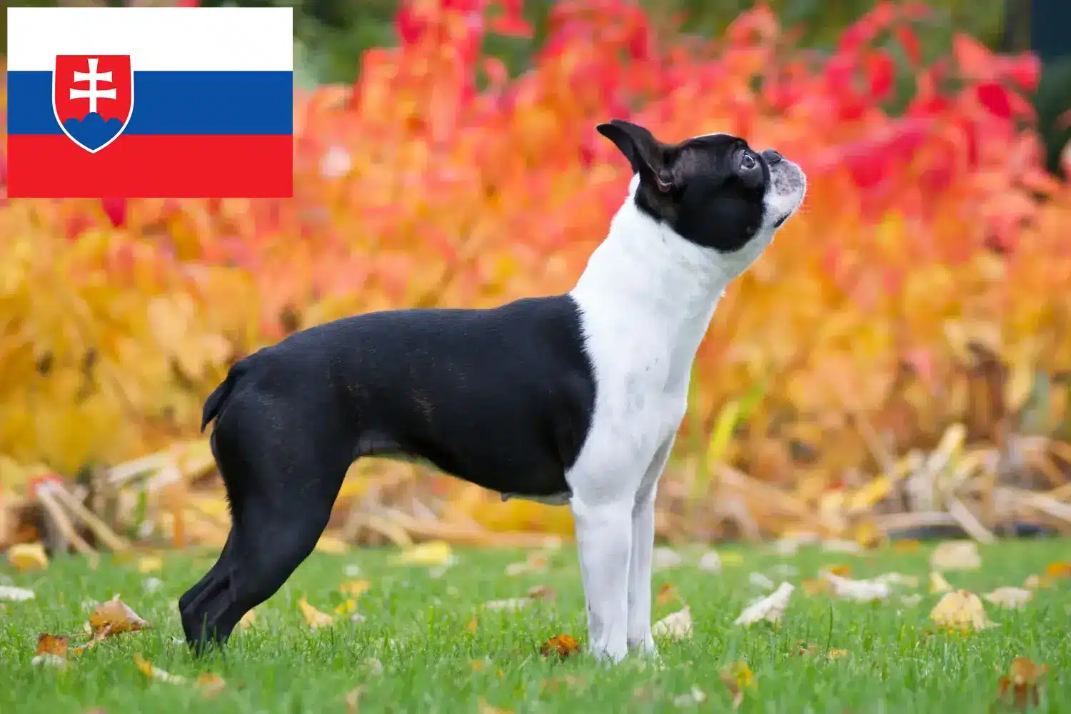 Boston Terrier Welpen und Züchter Slowakei Hier findest Du Boston Terrier Züchter in der Slowakei.