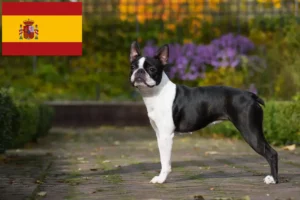 Read more about the article Boston Terrier Züchter und Welpen in Spanien