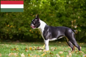 Read more about the article Boston Terrier Züchter und Welpen in Ungarn