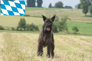 Read more about the article Bouvier des Ardennes Züchter und Welpen in Bayern