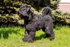 Read more about the article Bouvier des Flandres Züchter