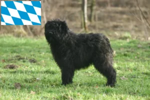 Read more about the article Bouvier des Flandres Züchter und Welpen in Bayern