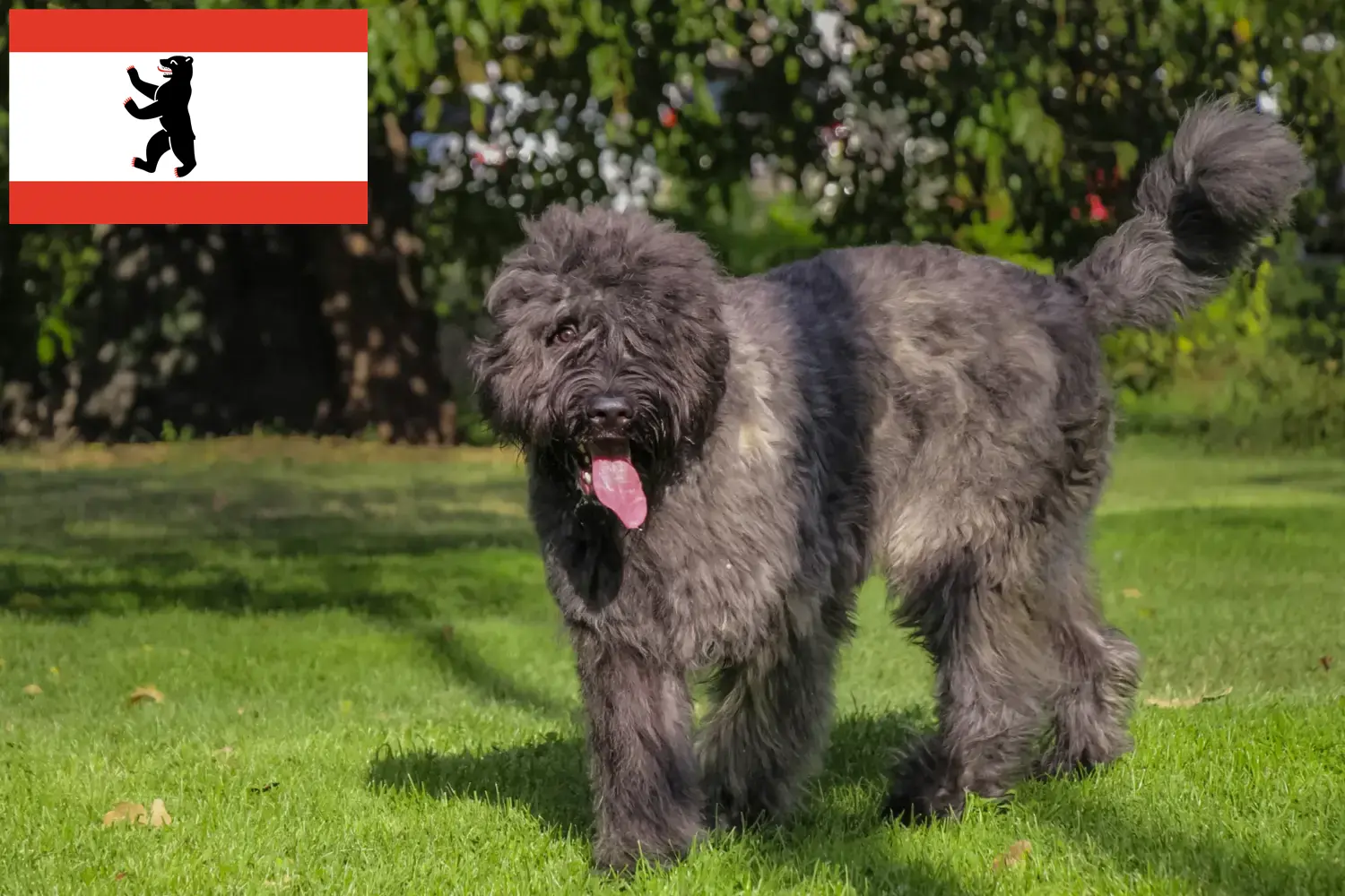Bouvier des Flandres Welpen und Züchter Berlin Hier findest Du Bouvier des Flandres Züchter in Berlin.