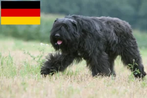 Read more about the article Bouvier des Flandres Züchter und Welpen in Deutschland