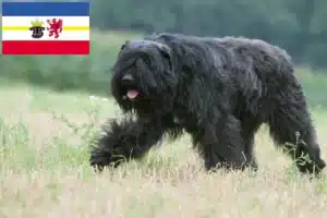 Read more about the article Bouvier des Flandres Züchter und Welpen in Mecklenburg-Vorpommern