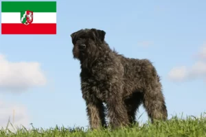 Read more about the article Bouvier des Flandres Züchter und Welpen in Nordrhein-Westfalen