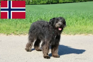 Read more about the article Bouvier des Flandres Züchter und Welpen in Norwegen