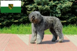 Mehr über den Artikel erfahren Bouvier des Flandres Züchter und Welpen in Sachsen