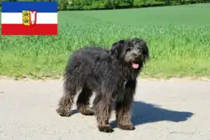 Mehr über den Artikel erfahren Bouvier des Flandres Züchter und Welpen in Schleswig-Holstein