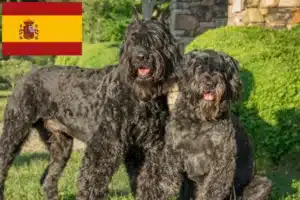 Read more about the article Bouvier des Flandres Züchter und Welpen in Spanien