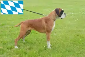 Mehr über den Artikel erfahren Boxer Züchter und Welpen in Bayern