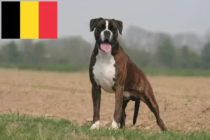 Read more about the article Boxer Züchter und Welpen in Belgien