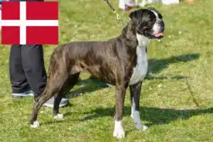 Read more about the article Boxer Züchter und Welpen in Dänemark