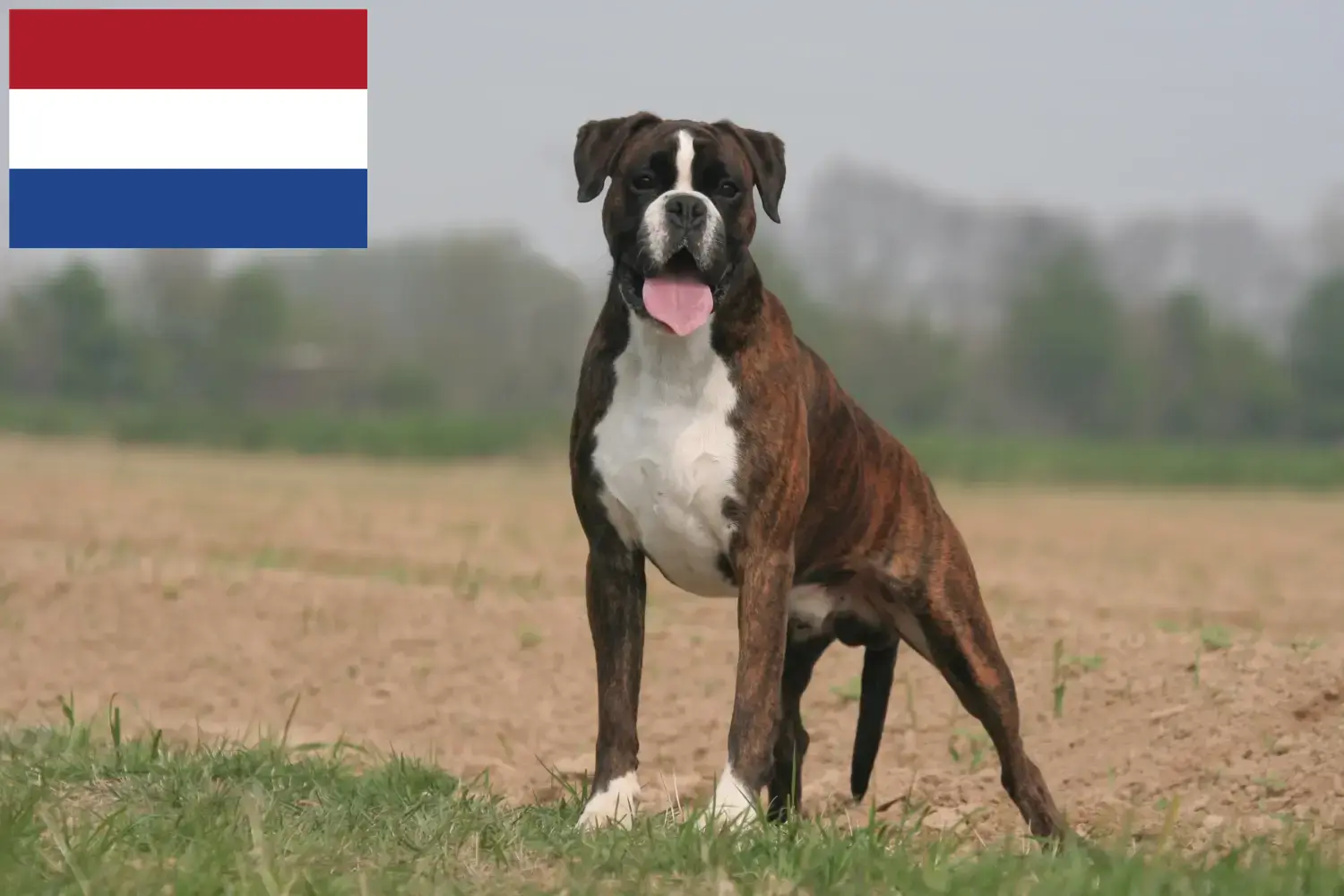 Boxer Welpen und Züchter Niederlande Hier findest Du Boxer Züchter in den Niederlanden.