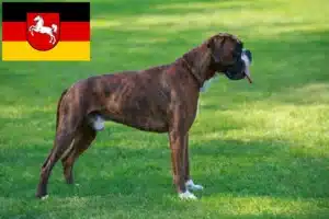 Read more about the article Boxer Züchter und Welpen in Niedersachsen