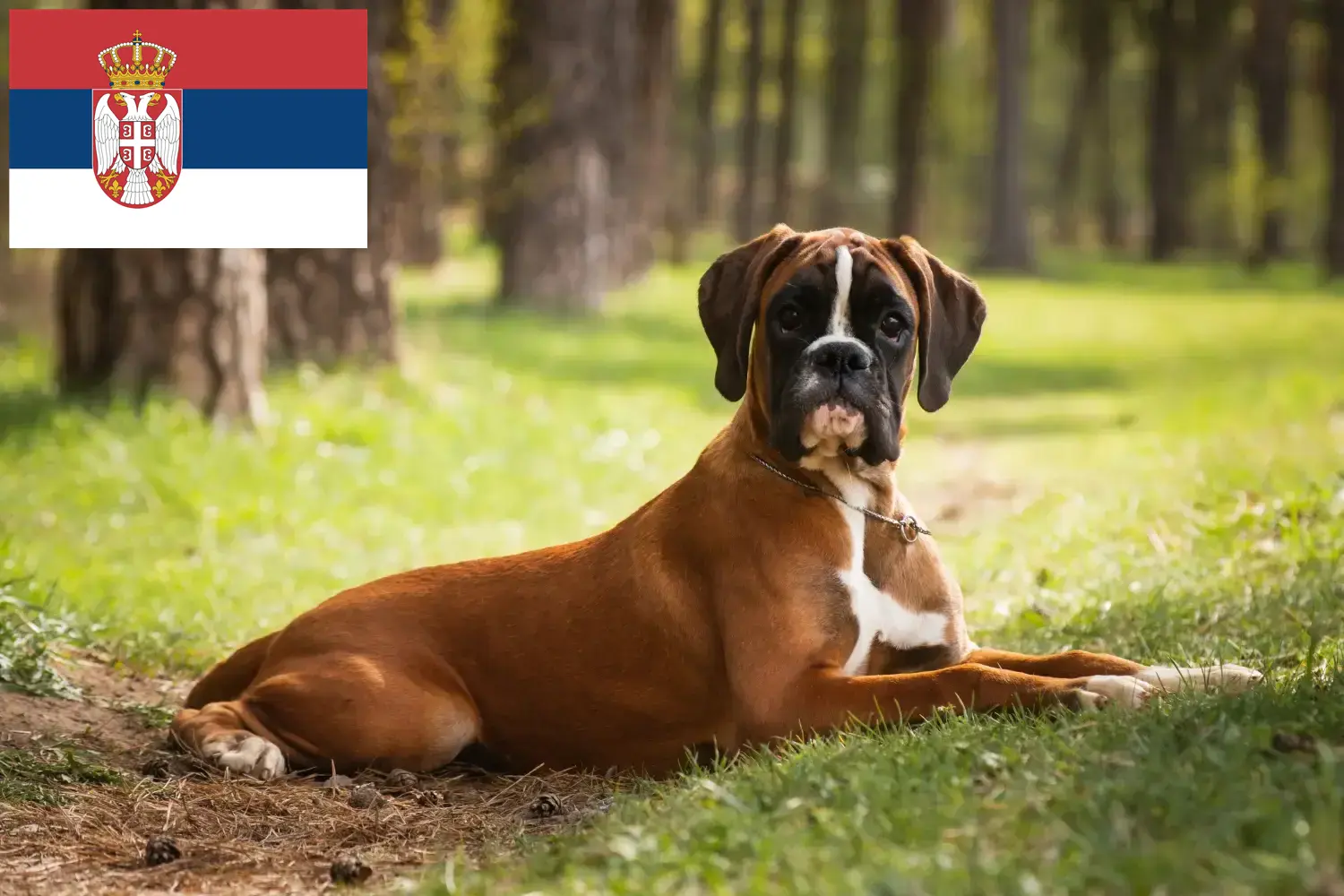 Boxer Welpen und Züchter Serbien Hier findest Du Boxer Züchter in Serbien.