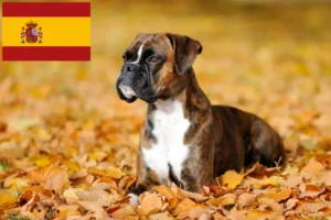 Read more about the article Boxer Züchter und Welpen in Spanien