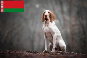 Read more about the article Bracco Italiano Züchter und Welpen in Belarus