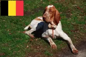 Read more about the article Bracco Italiano Züchter und Welpen in Belgien