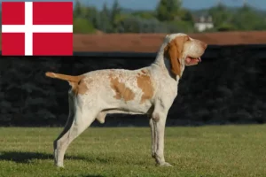 Read more about the article Bracco Italiano Züchter und Welpen in Dänemark