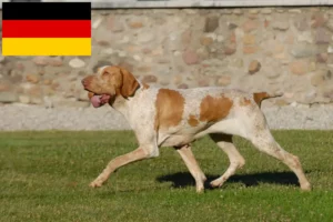 Read more about the article Bracco Italiano Züchter und Welpen in Deutschland