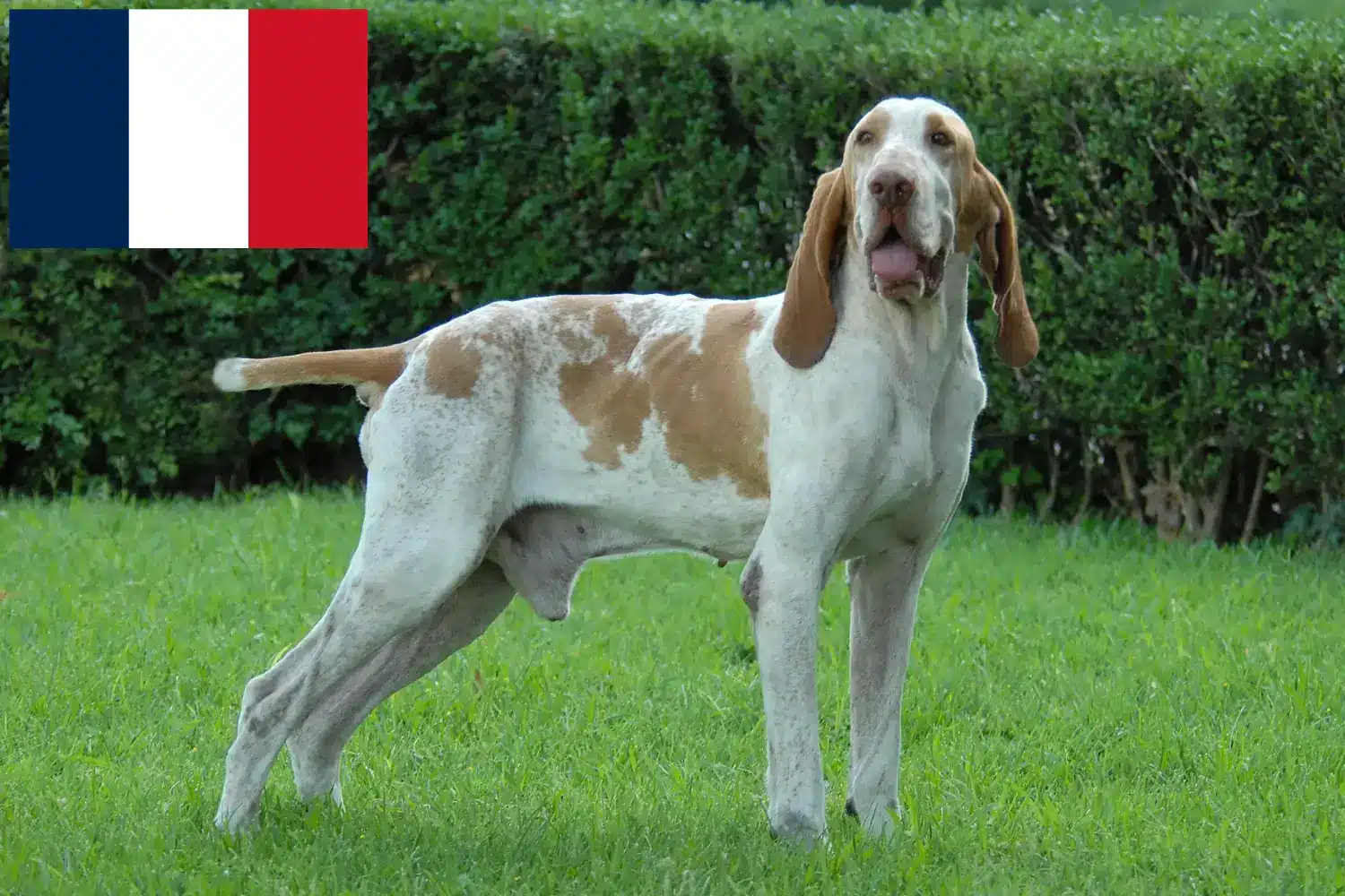 Bracco Italiano Welpen und Züchter Frankreich Hier findest Du Bracco Italianos Züchter in Frankreich.
