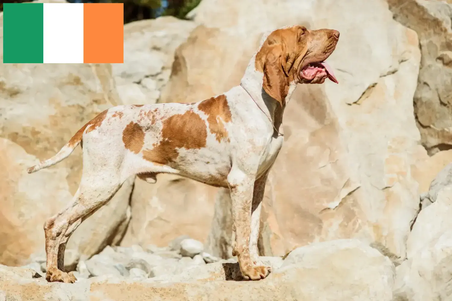 Bracco Italiano Welpen und Züchter Irland Hier findest Du Bracco Italianos Züchter in Irland.