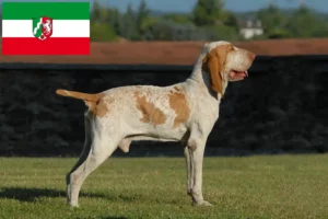 Read more about the article Bracco Italiano Züchter und Welpen in Nordrhein-Westfalen