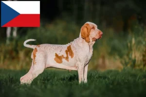 Read more about the article Bracco Italiano Züchter und Welpen in Tschechien