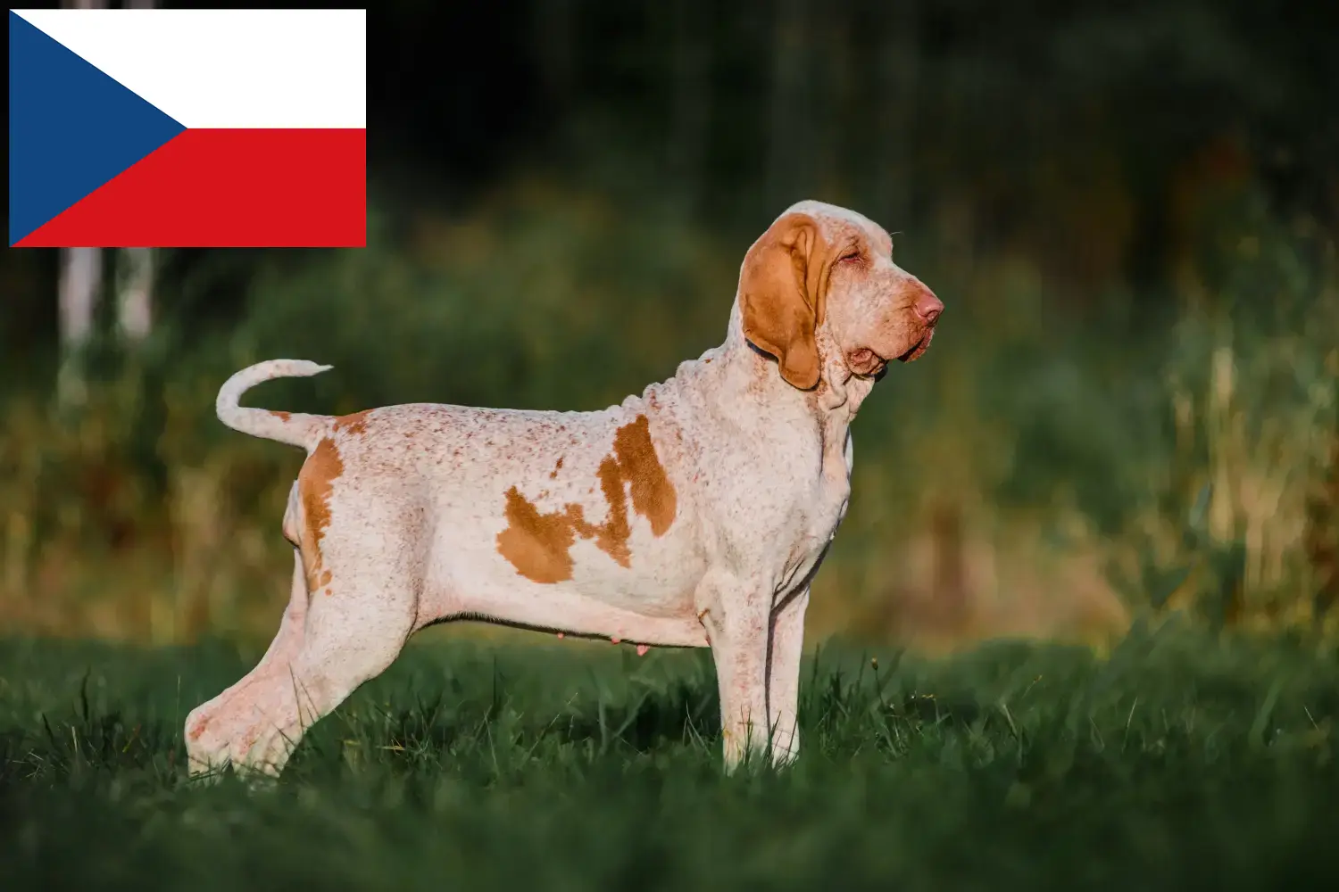 Bracco Italiano Welpen und Züchter Tschechien Hier findest Du Bracco Italianos Züchter in Tschechien.