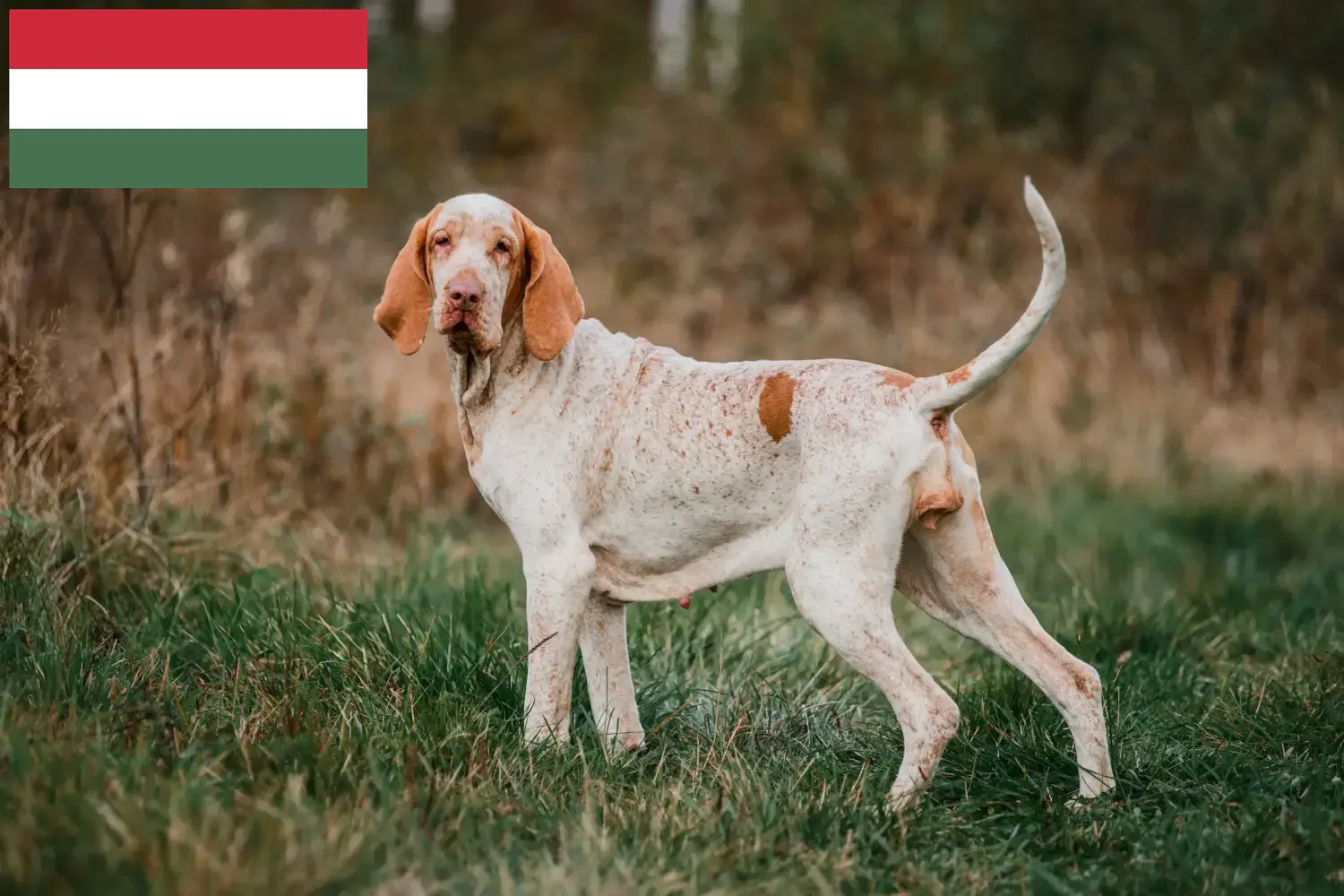Bracco Italiano Welpen und Züchter Ungarn Hier findest Du Bracco Italianos Züchter in Ungarn.
