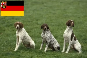 Mehr über den Artikel erfahren Braque français type Pyrénées Züchter und Welpen in Rheinland-Pfalz
