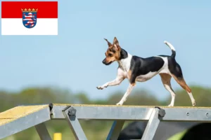 Read more about the article Brasilianischer Terrier Züchter und Welpen in Hessen