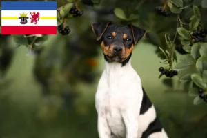 Read more about the article Brasilianischer Terrier Züchter und Welpen in Mecklenburg-Vorpommern