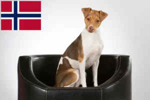 Read more about the article Brasilianischer Terrier Züchter und Welpen in Norwegen