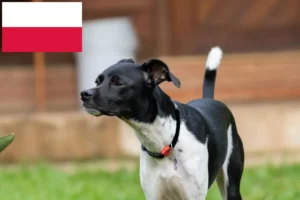 Read more about the article Brasilianischer Terrier Züchter und Welpen in Polen