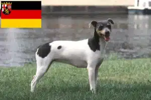 Read more about the article Brasilianischer Terrier Züchter und Welpen in Rheinland-Pfalz