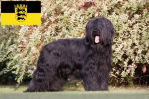 Read more about the article Briard Züchter und Welpen in Baden-Württemberg